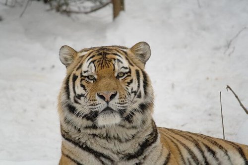 El tigre siberiano, veloz cazador en peligro de extinción