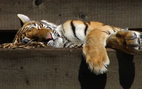 Tigre siberiano durmiendo