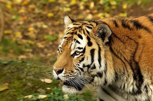 Cara del tigre siberiano