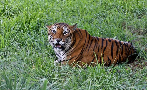 El Tigre de Bengala: características, comportamiento y hábitat
