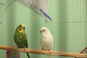 Elegir un ave como mascota: consideraciones