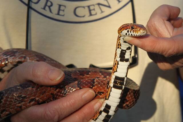 Cuidados básicos de una serpiente