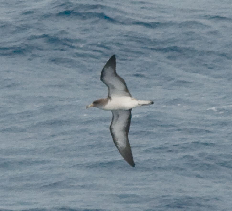 Pardela cenicienta sobrevolando el mar