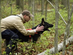 La importancia del adiestramiento y educación en perros