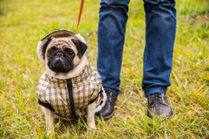 La agresión por sobreprotección en perros