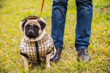 La agresión por sobreprotección en perros