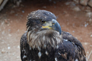 Tipos de picos en aves