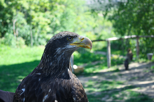 Águila imperial