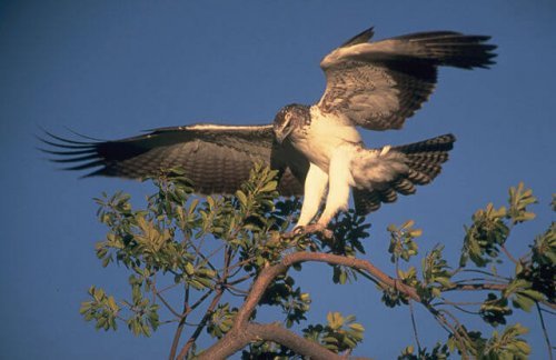 Aguila marcial