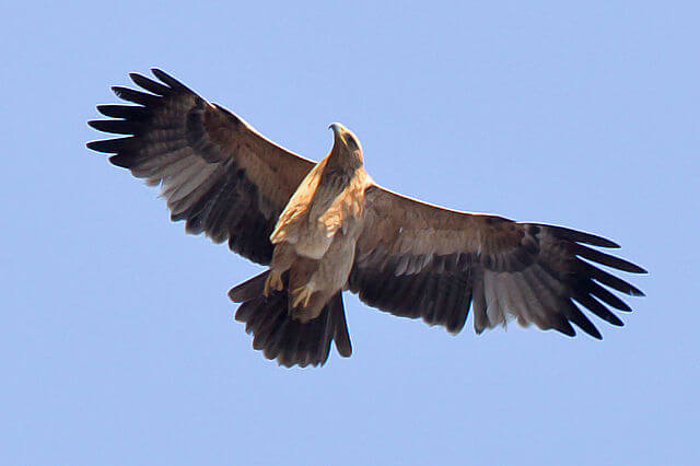 Aguila imperial iberica