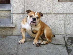 Alano español