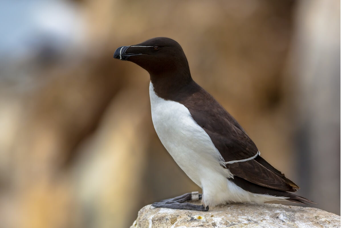 Una de las aves marinas que existen.