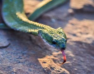 Alimentación de la serpiente doméstica
