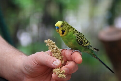 Periquito comiendo