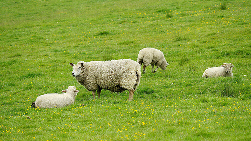 Alimentación para ovejas