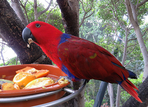 Alimentos caseros para tu loro