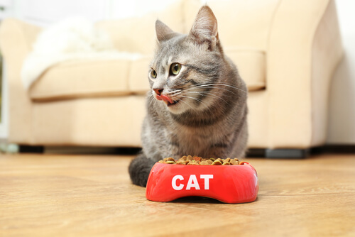 ¿Cuáles son los alimentos tóxicos para un gato?