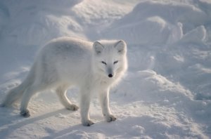 11 animales adaptados al frío extremo
