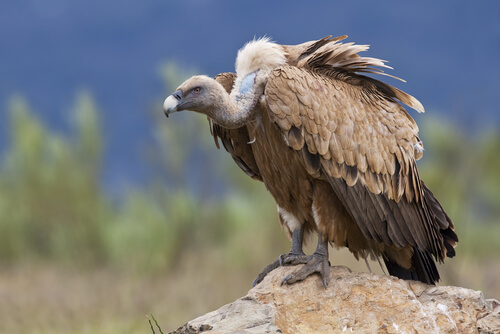 Un vautour, un des animaux de haute montagne.