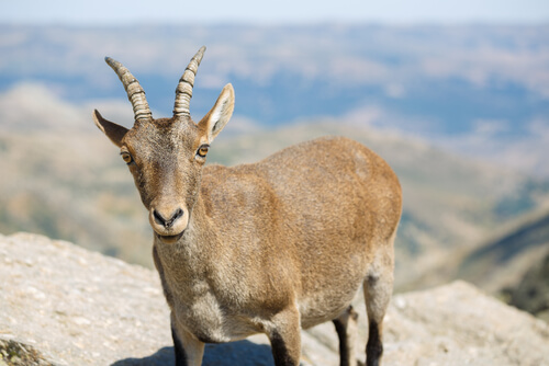 Animales de alta montaña: cabra