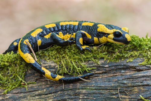 Animales de alta montaña: salamandra común