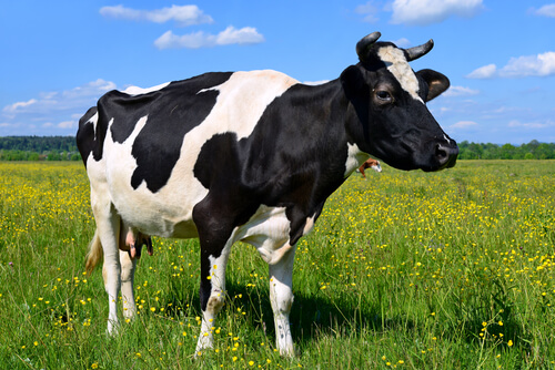 Animales de campo: vaca