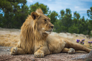 Los animales como símbolos