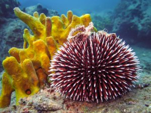 Los 5 animales menos inteligentes