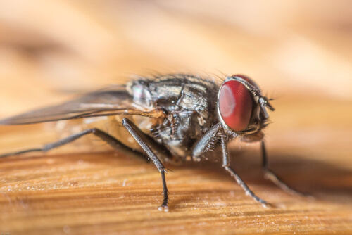 Animales invertebrados: mosca doméstica