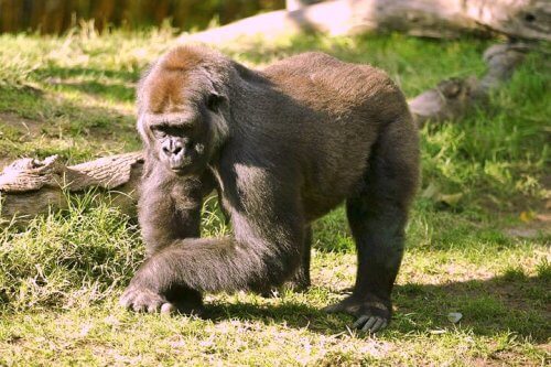 13 animales más fuertes del mundo