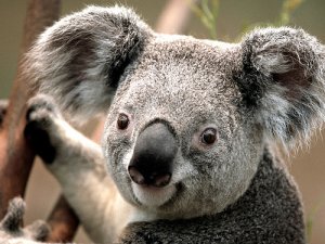 9 animales más pacíficos del mundo
