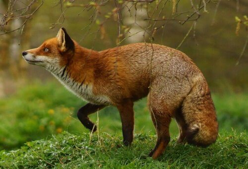 21 animales nocturnos