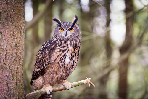 Le hibou, un habitant de la forêt.