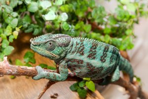 Animales que se camuflan: técnicas maestras