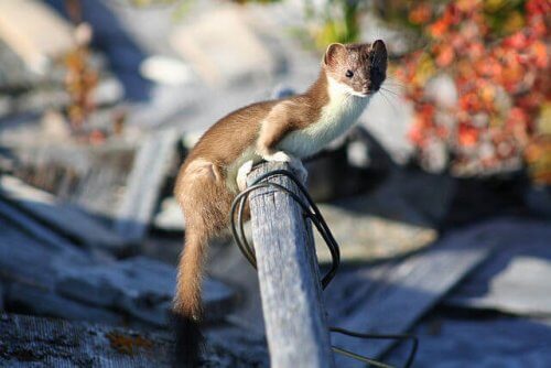 Animales que viven en cuevas