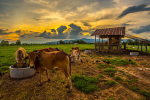 Animales que viven en el campo