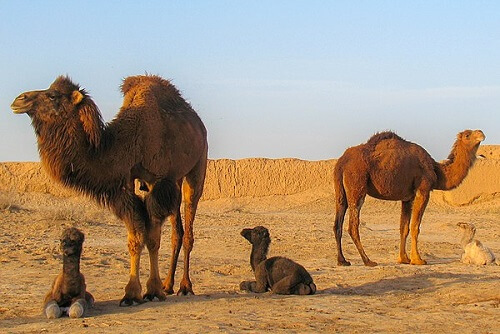 Animales que viven en el desierto