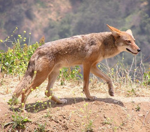 Coyote en el monte