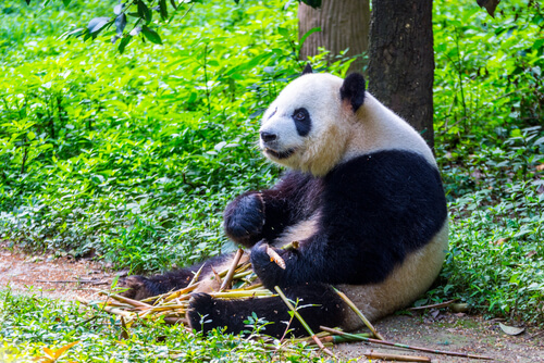 Animales solitarios: oso panda