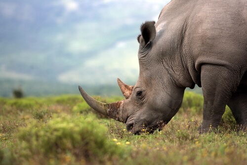 Animales solitarios: rinocerontes