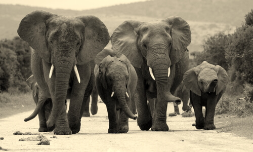 Animales que viven en grupos elefantes