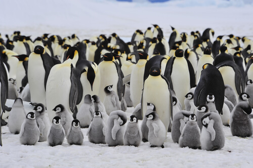 Animales que viven en grupos: pingüinos