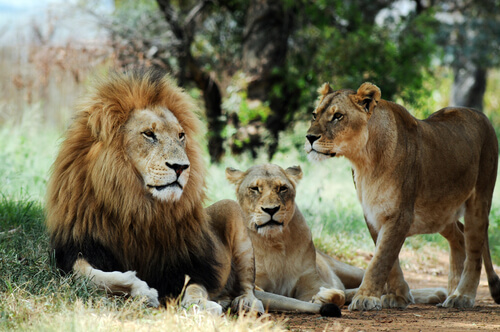 Animales que viven en grupos: león