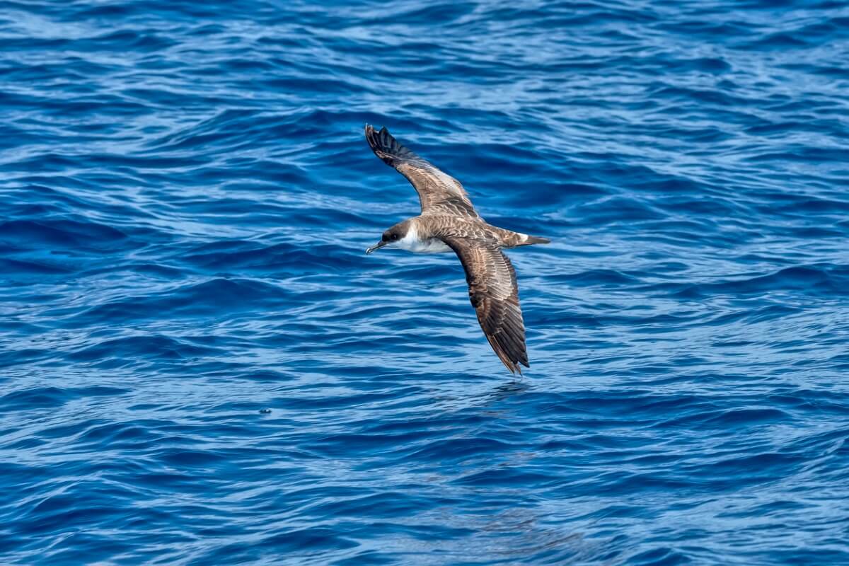 Una pardela capirotada en el mar.