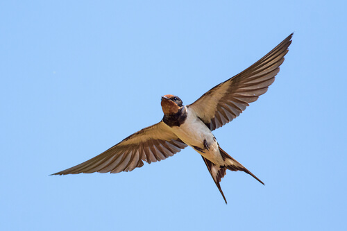 Golondrina volando