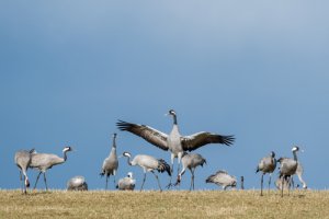 6 aves migratorias que debes conocer
