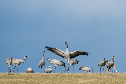 6 aves migratorias que debes conocer
