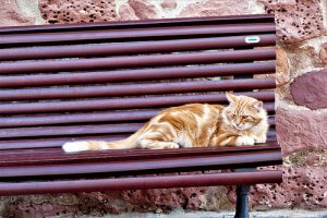¿Cómo puedo ayudar a los gatos callejeros?