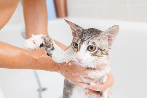Cómo bañar a un gato correctamente