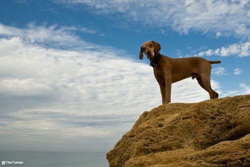 Perro braco hungaro en un acantilado